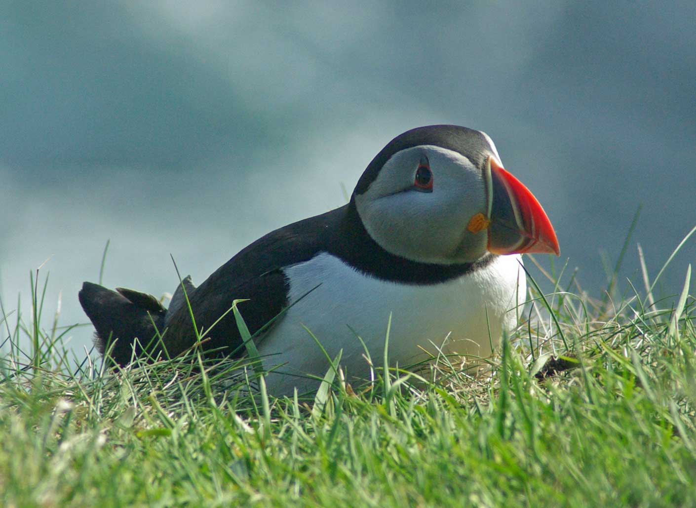 puffin-in-the-grass